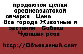 продаются щенки среднеазиатской овчарки › Цена ­ 30 000 - Все города Животные и растения » Собаки   . Чувашия респ.